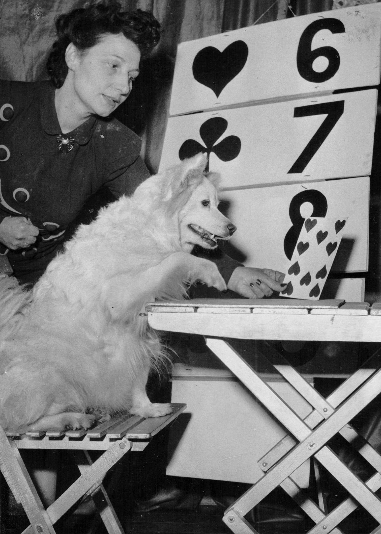 Großspitzhündin Cora im Februar 1951 Spitzhündin Cora Rechenkünstler