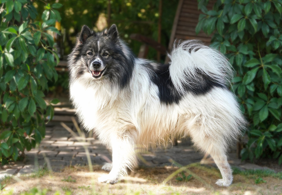 Großspitz gescheckt - andersfarbig
