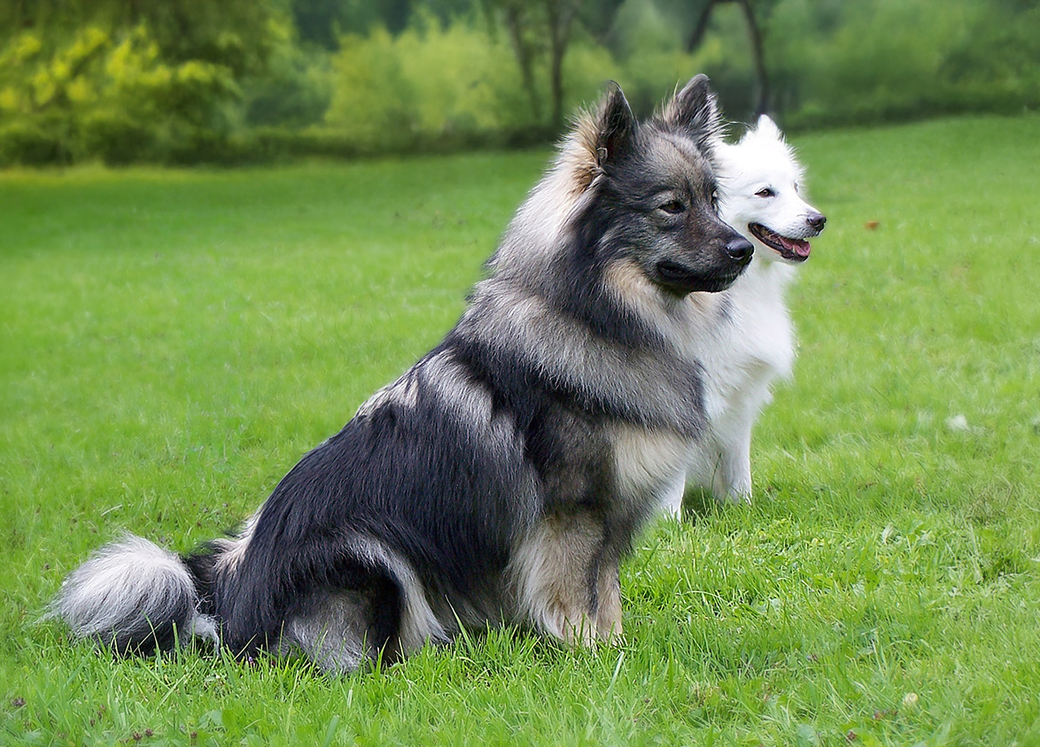 andersfarbiger Großspitz in wildfarben
