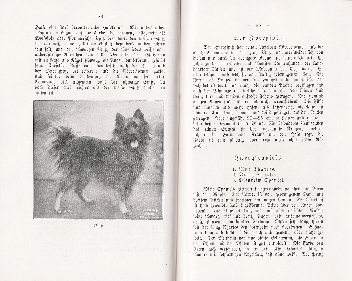 Der Hund - Der Spitz und Zwergspitz