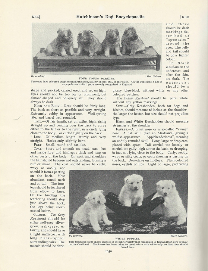 Hutchinson's Dog Encyclopaedia Keeshond Wolfsspitz
