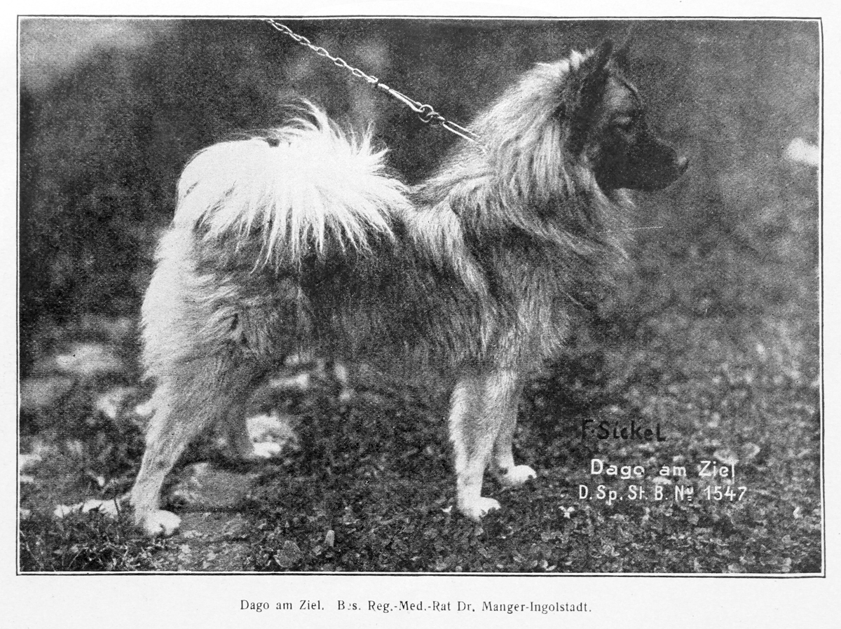 Wolfsspitz