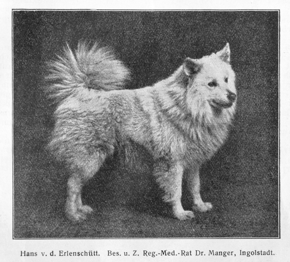 Großspitz weiss