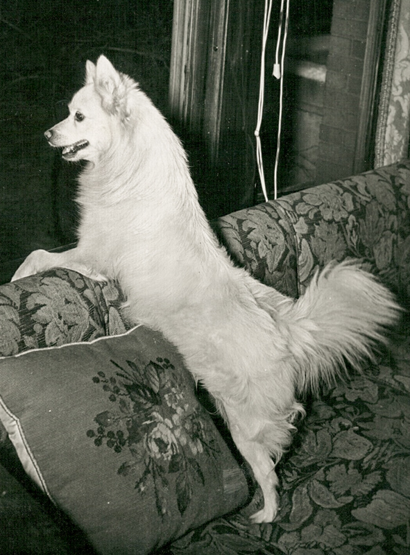 Pet reichster Spitz Chicagos