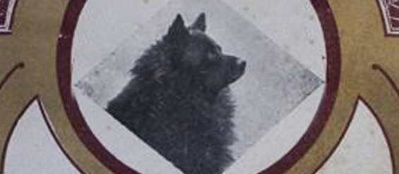 Spitz-Literatur