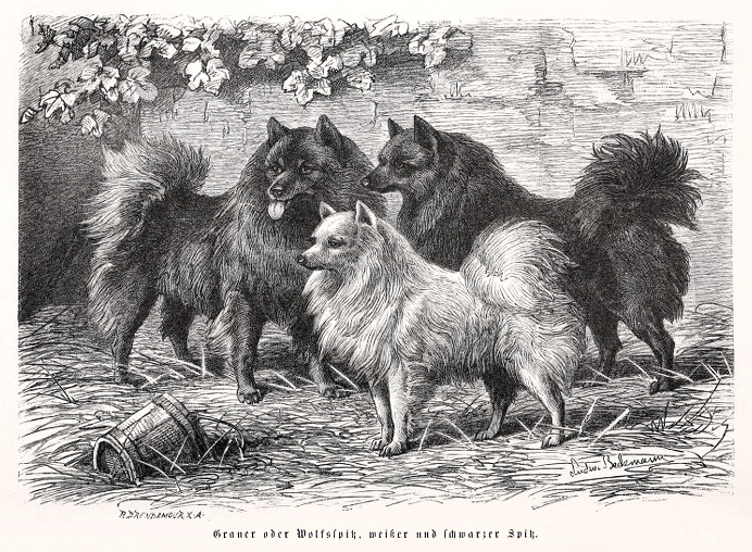 Wolfsspitz - Großspitz - Stich von Ludwig Beckmann