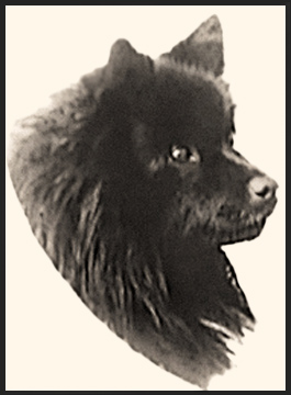 Logo des Verein für Deutsche Spitze