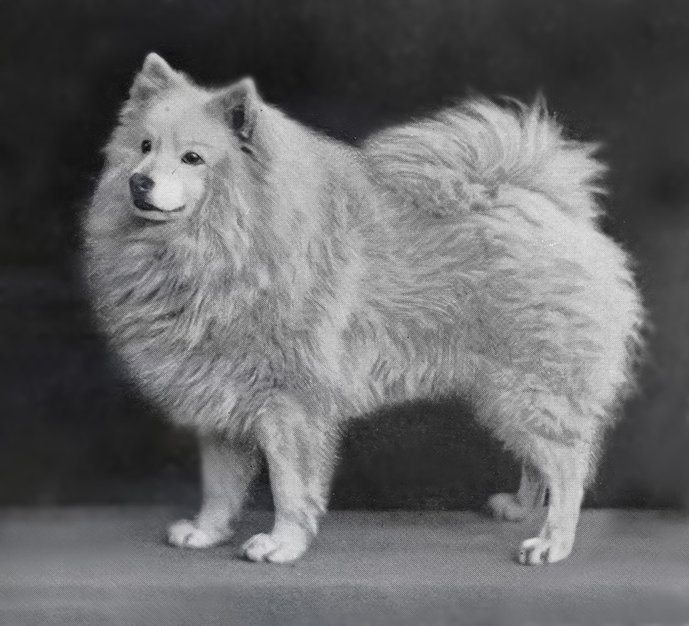 Carl Wolfsholz Großspitz Komet Elberfeldia